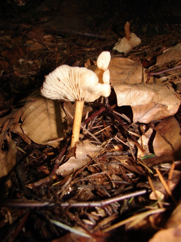 altri funghi dalla Foresta nera...